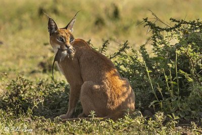 Caracal with rat, Ngorongoro Crater  2