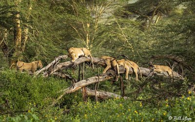 Tree Climbing Lions, Ngorongoro Crater  1
