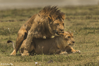 Lions mating, Ngorongoro Crater  2