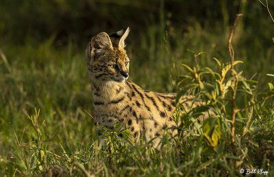 Serval Cat, Ngorongoro Crater  1