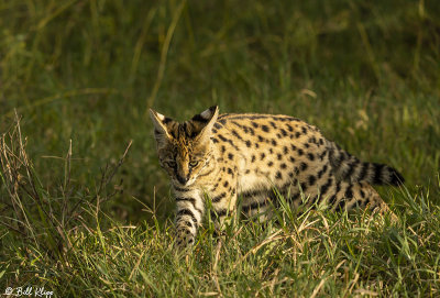 Serval Cat, Ngorongoro Crater  2