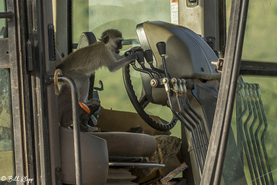 Vervet Monkey, Ngorongoro Crater  1