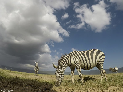 Burchell's Zebra, Ngorongoro Crater  1