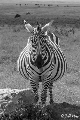 Burchell's Zebra, Ngorongoro Crater  2