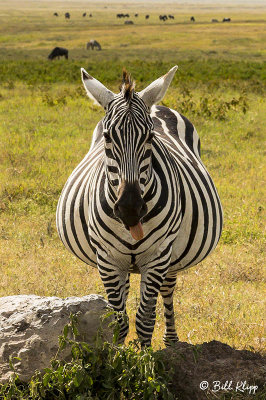 Burchell's Zebra, Ngorongoro Crater  3