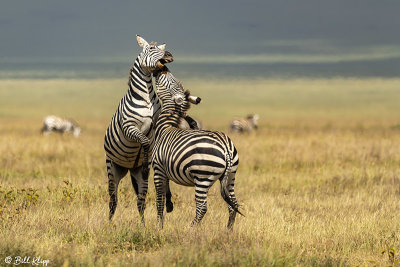 Burchell's Zebra, Ngorongoro Crater  4