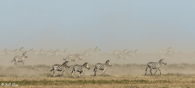 Buchell's Zebra stampede, Southern Serengeti  1