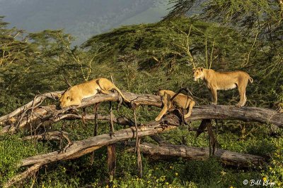 Tree Climbing Lions, Ngorongoro Crater  2