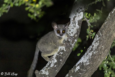 Bush Baby, Southern Serengeti  2