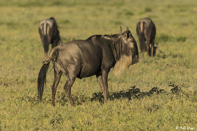 Wildebeest Birthing, Southern Serengeti  2