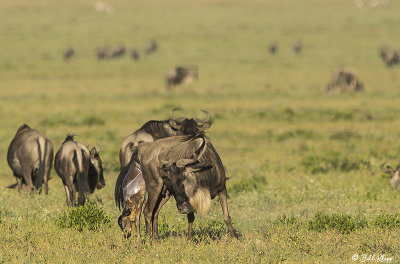 Wildebeest Birthing, Southern Serengeti  5