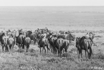 Wildebeest Stampede, Southern Serengeti  3