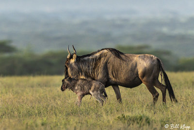 Wildebeest, Mom and calf, Southern Serengeti  6