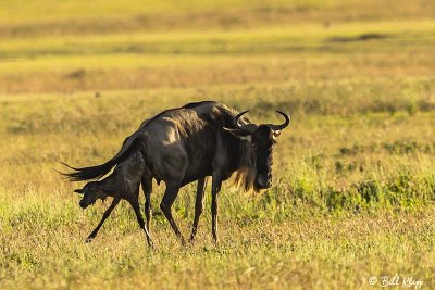 Wildebeest Birthing, Southern Serengeti  3