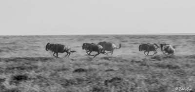 Wildebeest Stampede, Southern Serengeti  2
