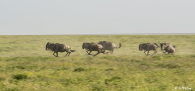 Wildebeest Stampede, Southern Serengeti  1