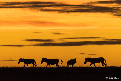 Sunrise Zebras, Southern Serengeti  3