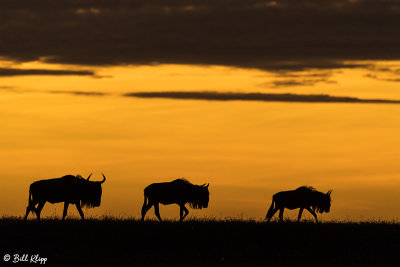 Sunrise Wildebeest, Southern Serengeti  4