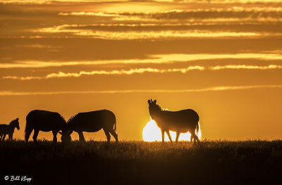 Sunrise Zebras, Southern Serengeti  1