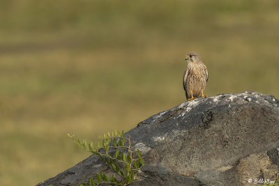 Kestrel, Ngorongoro Crater  1