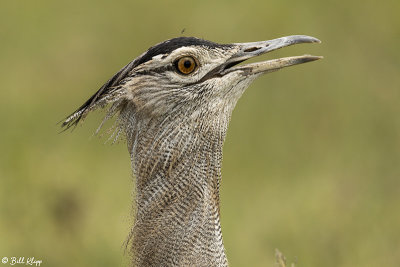 Kori Bustard, Ngorongoro Crater  2