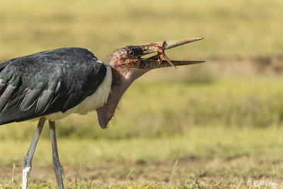 Marabou Stork, Ngorongoro Crater  3