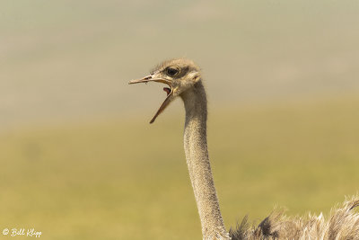 Ostrich, Ngorongoro Crater  1