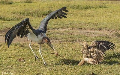 Tawny Eagle & Marabou Stork, Ngorongoro Crater  5