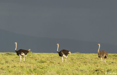 Ostrich, Southern Serengeti   1