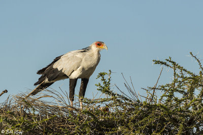 Secretary Bird, Southern Serengeti  2