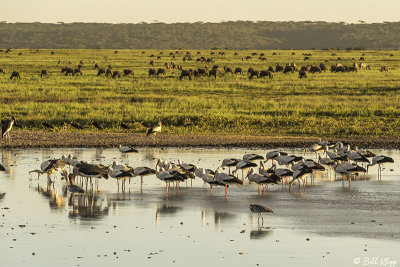 Storks, Southern Serengeti  1