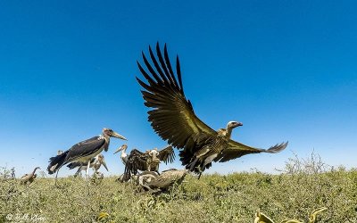Vulture Frenzy, Southern Serengeti  5