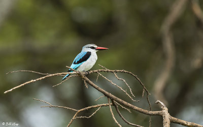 Woodland Kingfisher, Southern Serengeti  1