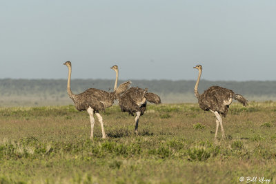 Ostrich, Southern Serengeti   2