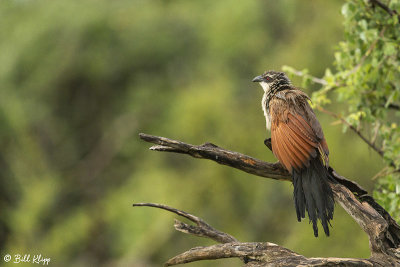 Whitebrowed Coucal, Southern Serengeti  1