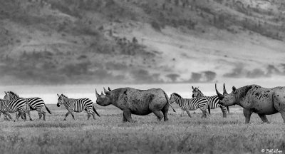 Black Rhinos, Ngorongoro Crater  2