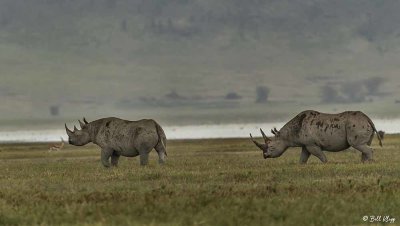 Black Rhinos, Ngorongoro Crater  3
