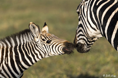 Burchell's Zebras, Ngorongoro Crater  7