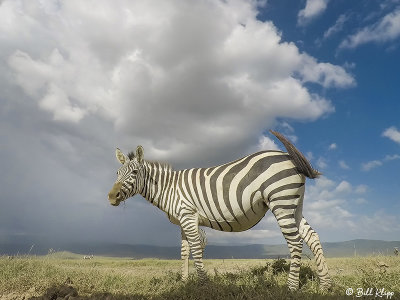 Burchell's Zebra, Ngorongoro Crater  6