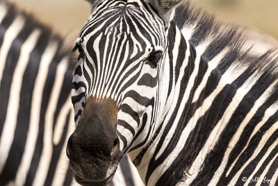 Burchell's Zebra, Ngorongoro Crater  5