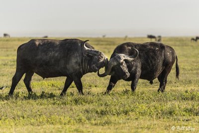 Cape Buffalo, Ngorongoro Crater  1