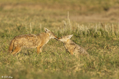 Golden Jackal, Ngorongoro Crater  1