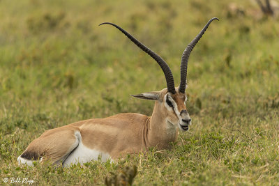 Grant's Gazelle, Ngorongoro Crater  2