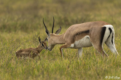 Grant's Gazelle, Ngorongoro Crater  3