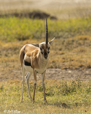Grants Gazelle, Ngorongoro Crater   4