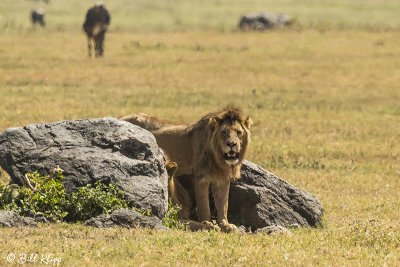 Lion, Ngorongoro Crater  3