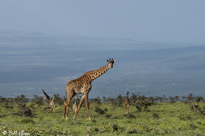 Masai Giraffes, Ngorongoro Crater  1