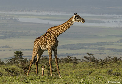 Masai Giraffes, Ngorongoro Crater  2