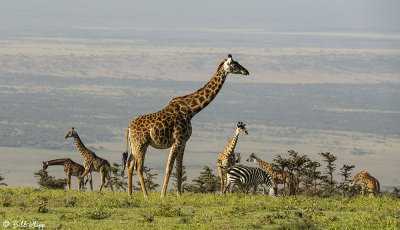 Masai Giraffes, Ngorongoro Crater  4