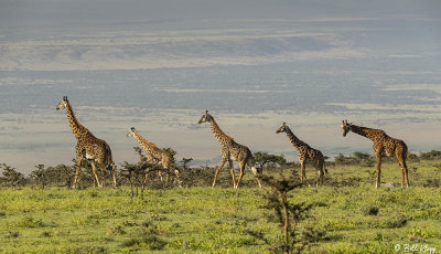 Masai Giraffes, Ngorongoro Crater  5